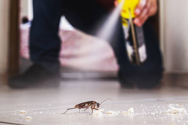 Pest Prevention Services in Springmont, PA